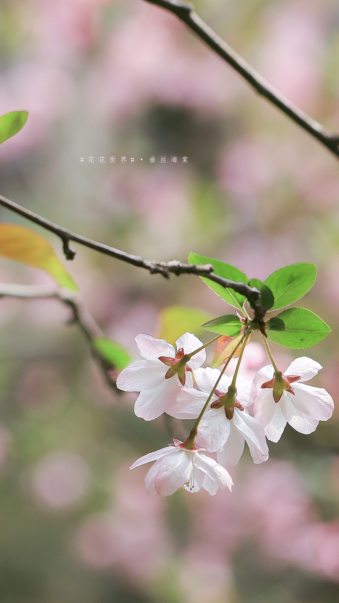 #花花世界#春日明媚海棠