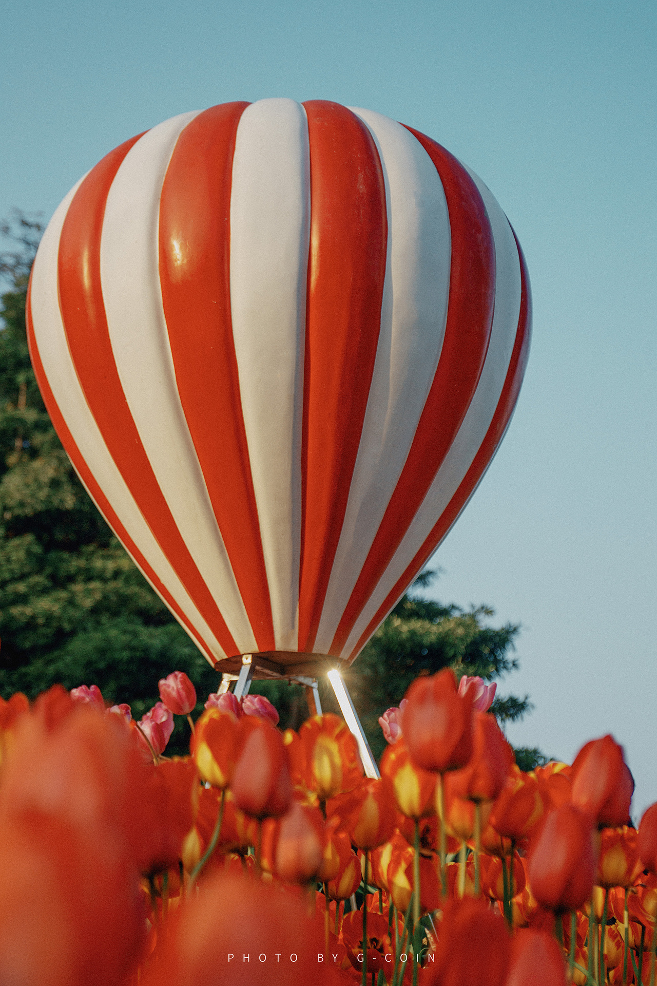 郁金香🌷–春日浪漫（图ZMjk0NjI2MDE2） - 风光摄影 - 站酷设计师G_coin原创素材 - 站酷ZCOOL