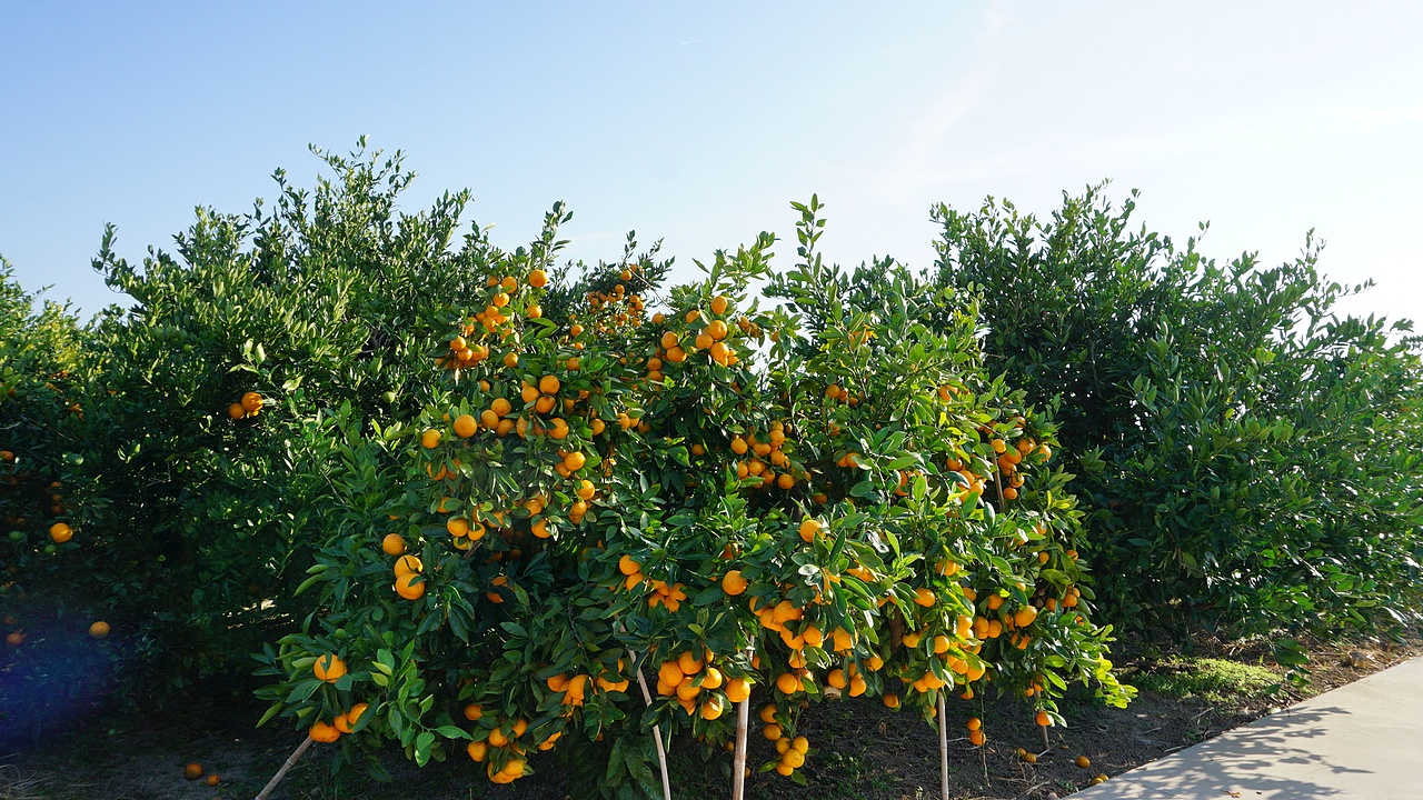抓住上海秋天的尾巴——崇明横沙岛之行