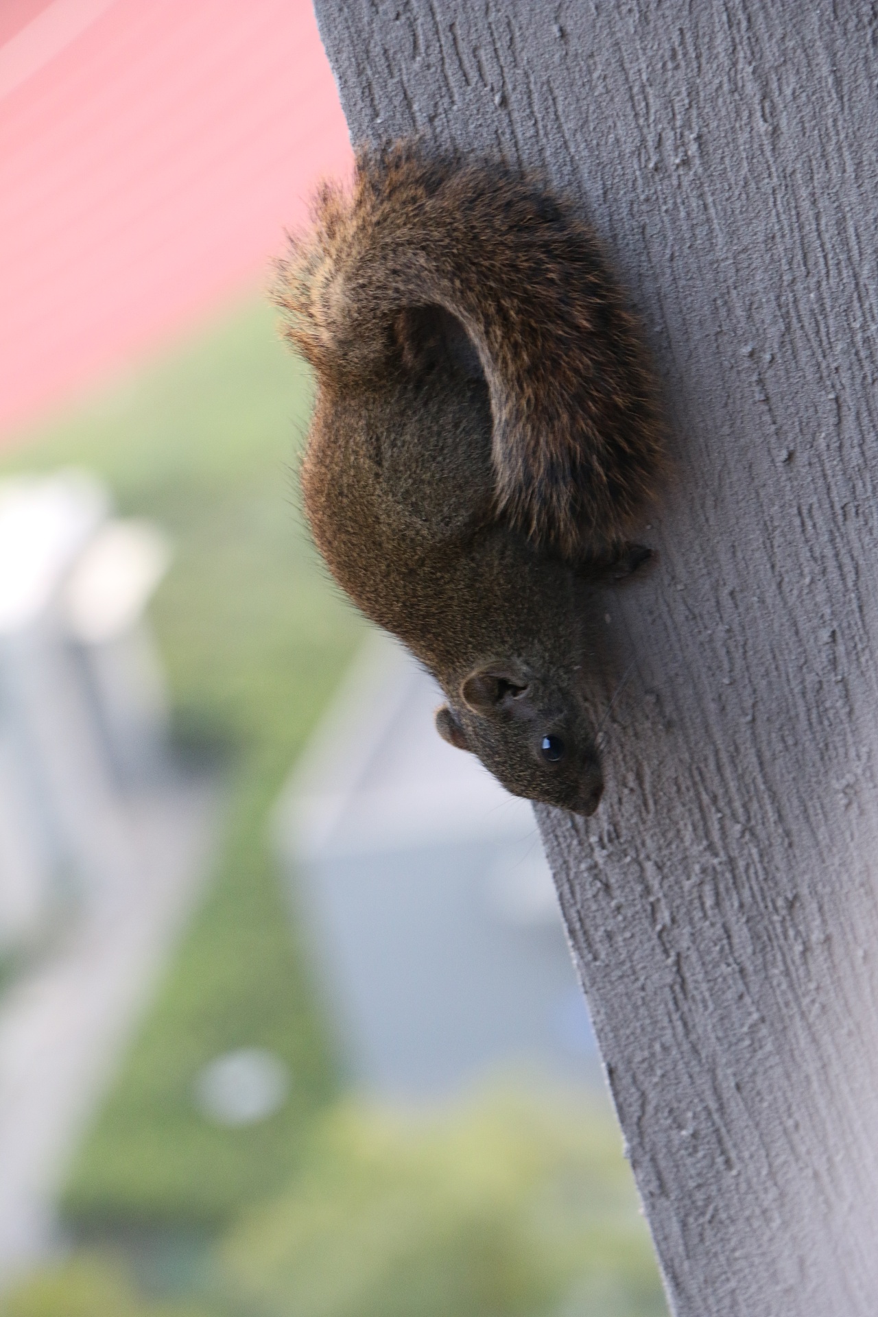 松鼠|摄影|宠物摄影|蹭鱼俺 - 原创作品 - 站酷 (zcool)
