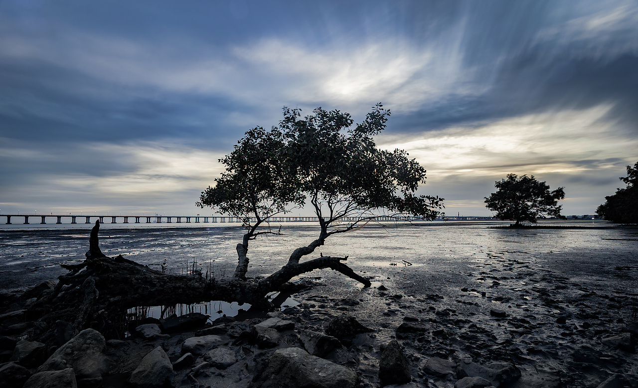 西湾红树林公园