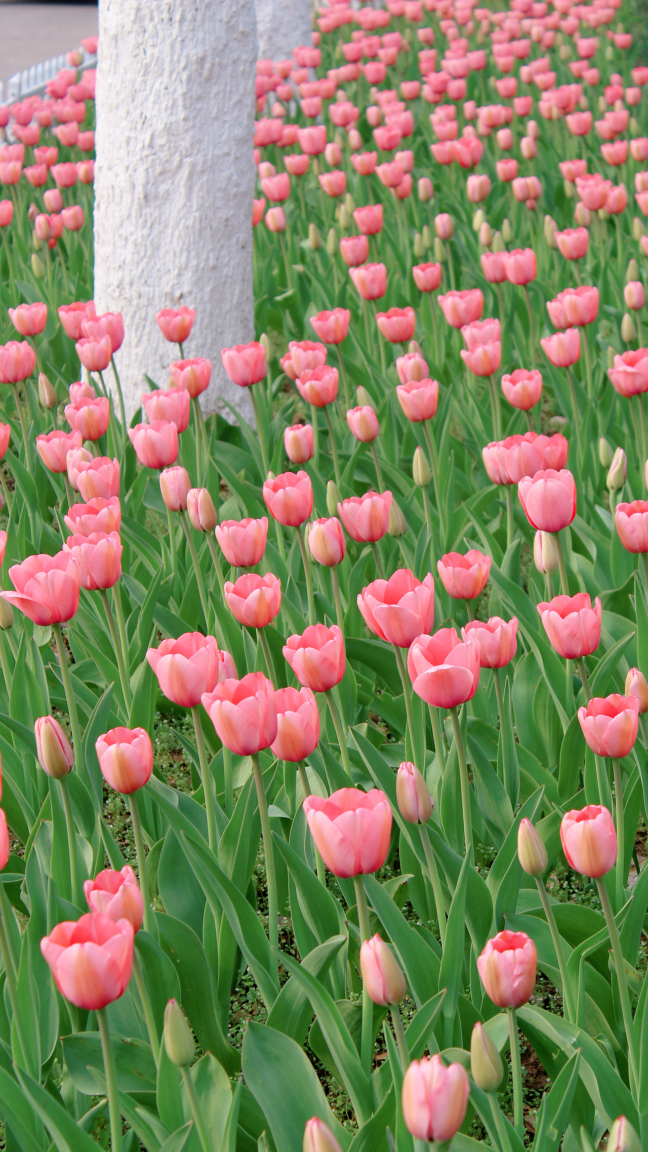 希望我们都能在春光里快乐（图ZMjkyNTU0Njcy） - 风光摄影 - 站酷设计师一大口黑锅原创素材 - 站酷ZCOOL