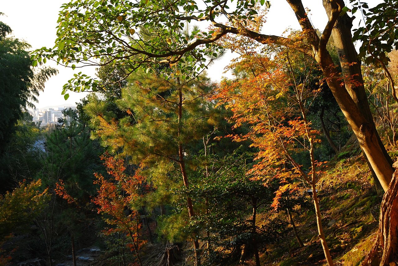 和服体验 京都 红叶 山水 树木 高台寺