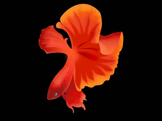 红色斗鱼和芥子色斗鱼