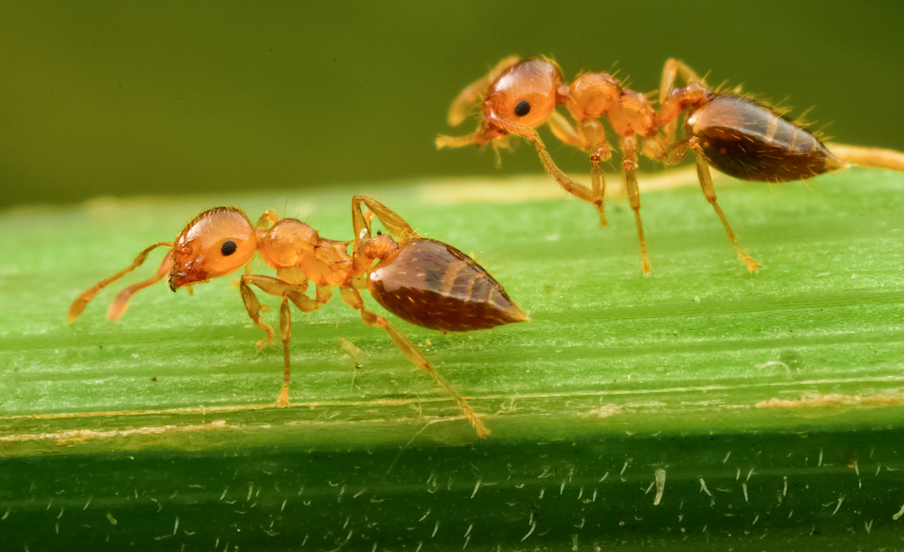 一组2mm左右的小蚂蚁