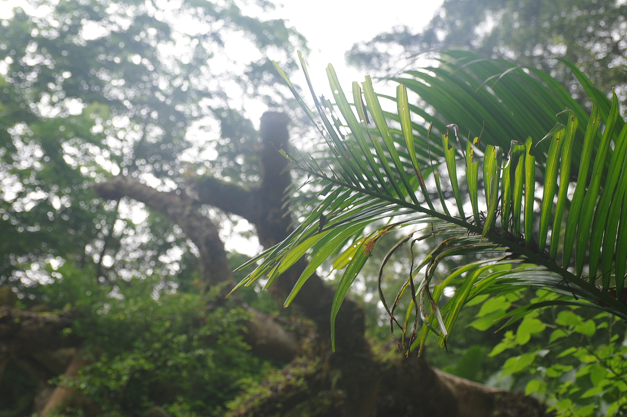户外摄影--厦门摄影（鼓浪屿、植物园）（图ZNTc4Mzc4NDg=） - 环境/建筑摄影 - 站酷设计师今天能喝咖啡了吗原创素材 - 站酷ZCOOL