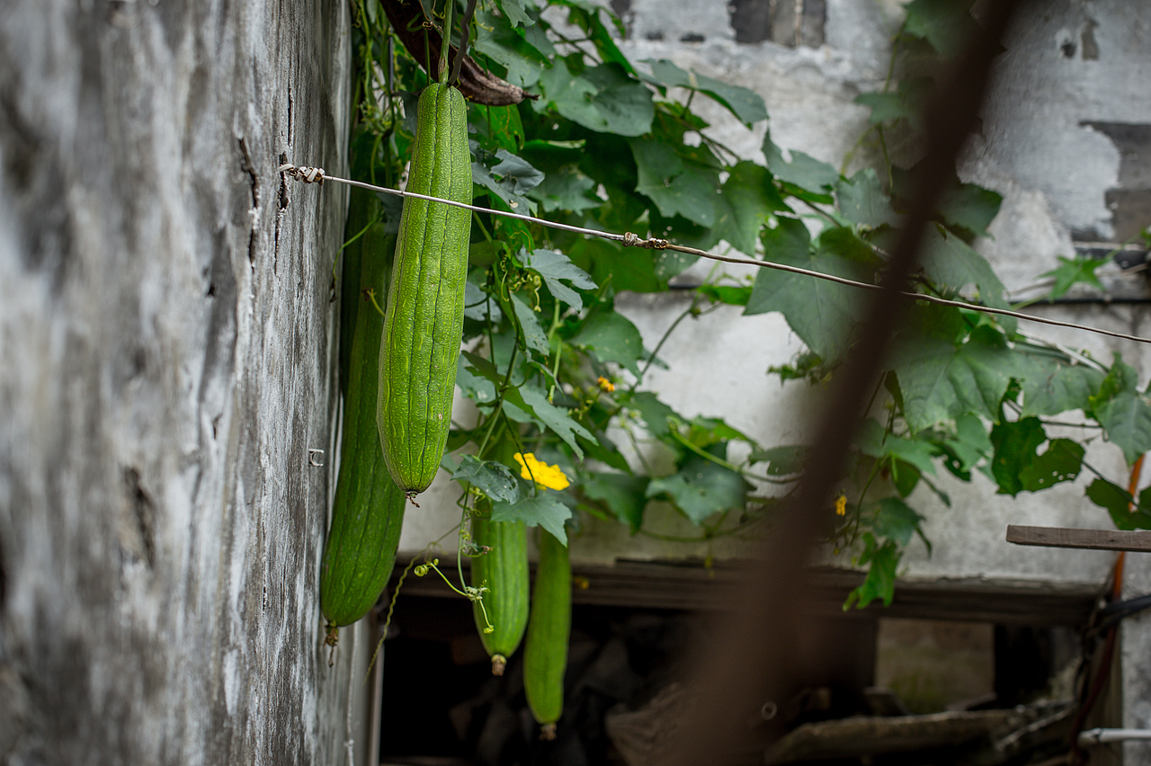 烟雨中的似水年华 乌镇游记