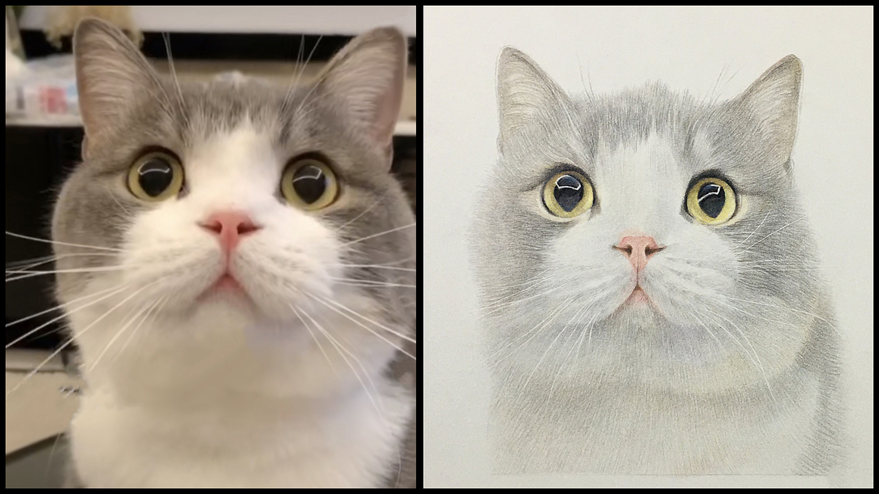 1比1原画彩铅猫（图ZMjc3NjA4OTY4） - 绘画 - 站酷设计师才子喜欢画猫原创素材 - 站酷ZCOOL