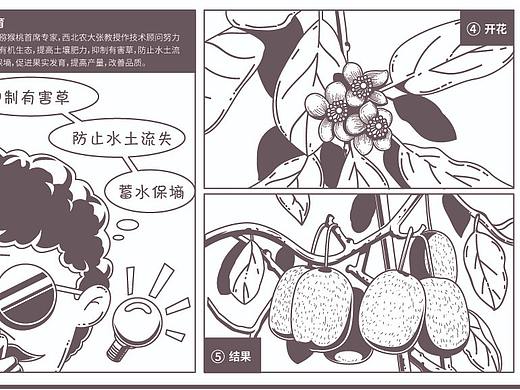 猕猴桃-奇异囡囝（个人主页-ZNDgxNTY4MjQ=） - 商业插画 - 站酷设计师阿越啊阿越原创素材 - 站酷ZCOOL