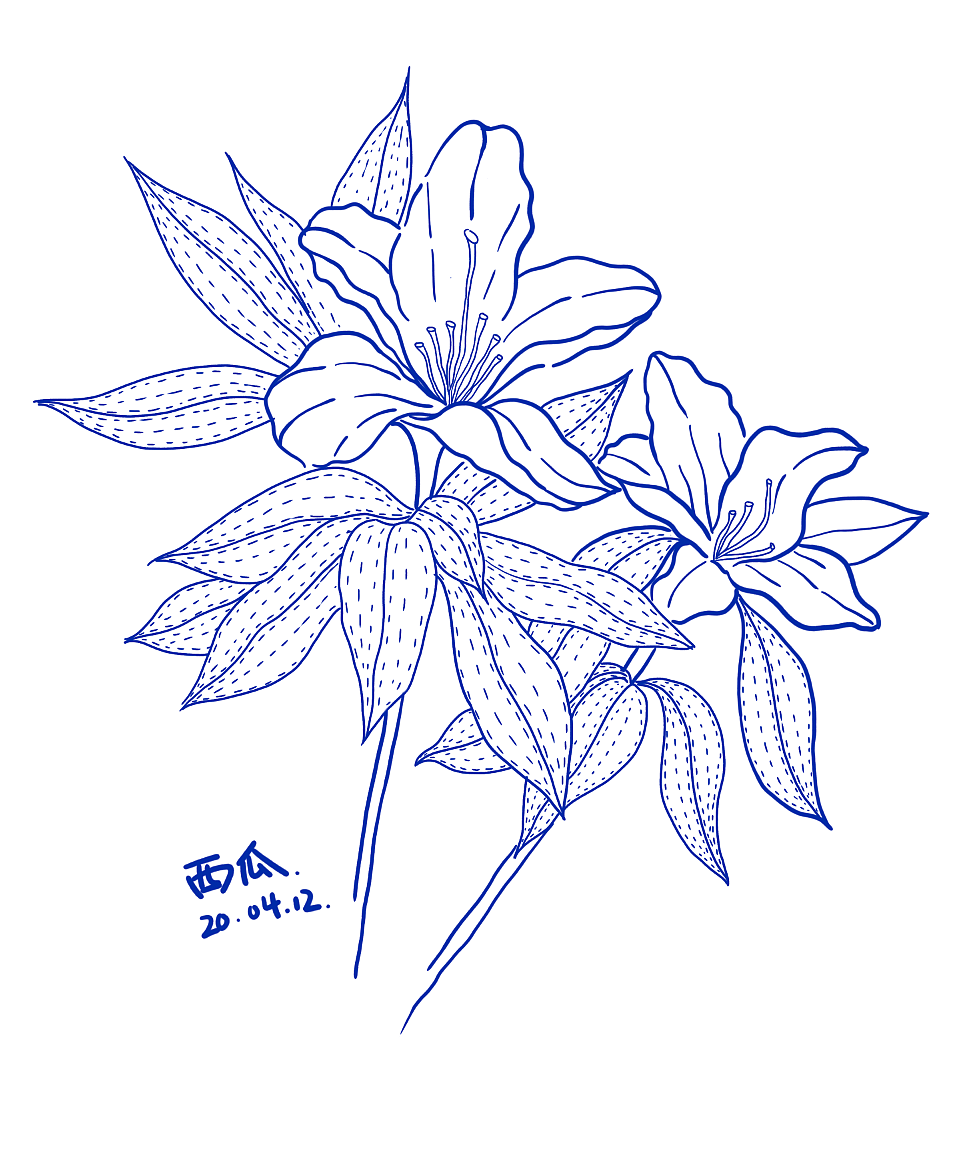 杜鹃花|插画|创作习作|我是胖胖的西瓜呀 - 原创作品 - 站酷 (zcool)