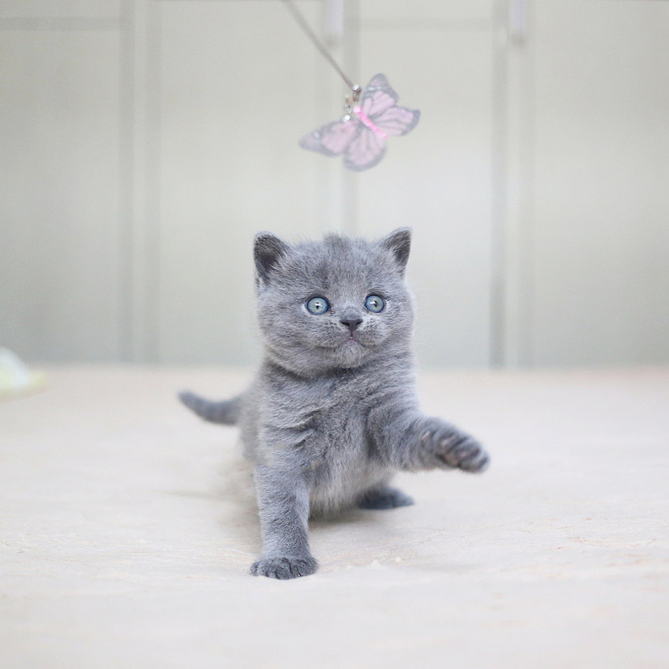 沐米猫舍 纯蓝色-英国短毛猫-高清照片