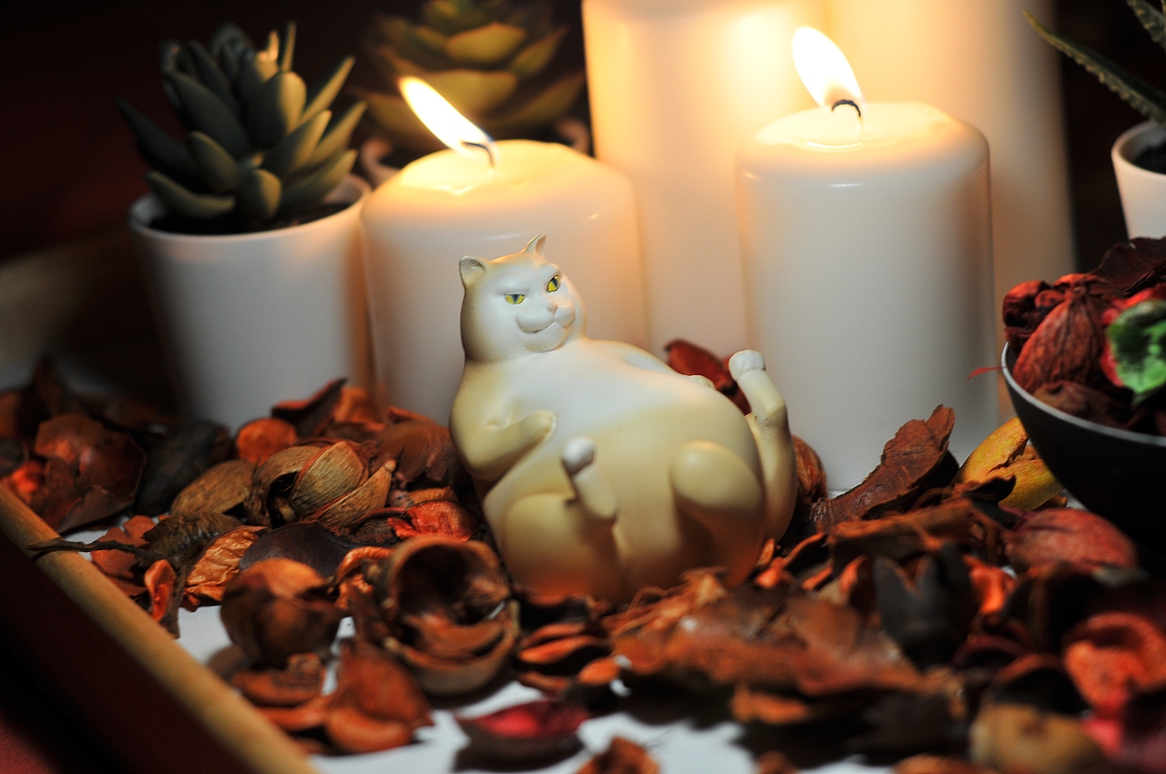 寂寞萌宠罐子 猫