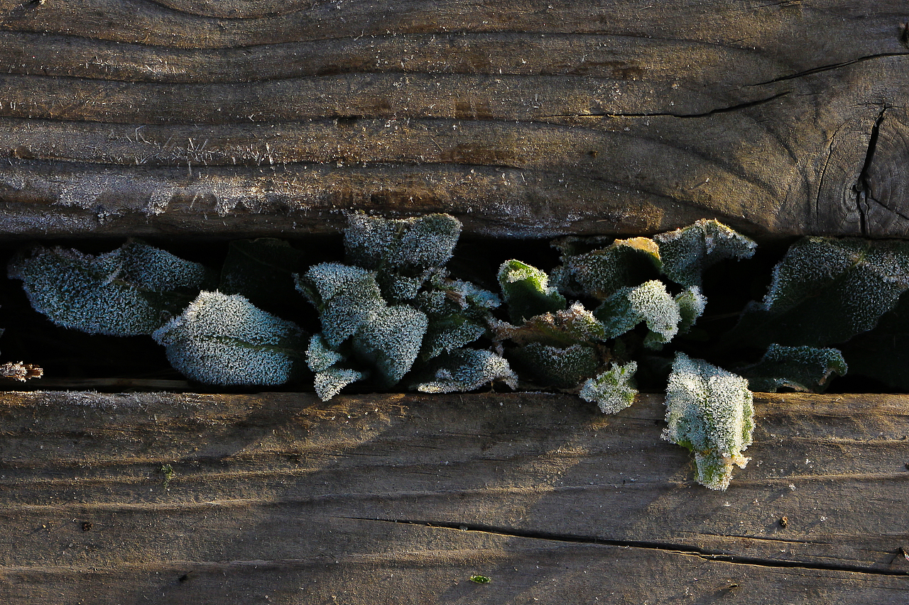 禾木（北疆行1）#唤醒相册 激活镜头里的多巴胺 #（图ZMzUxOTk0Nzgw） - 风光摄影 - 站酷设计师OK棒_原创素材 - 站酷ZCOOL