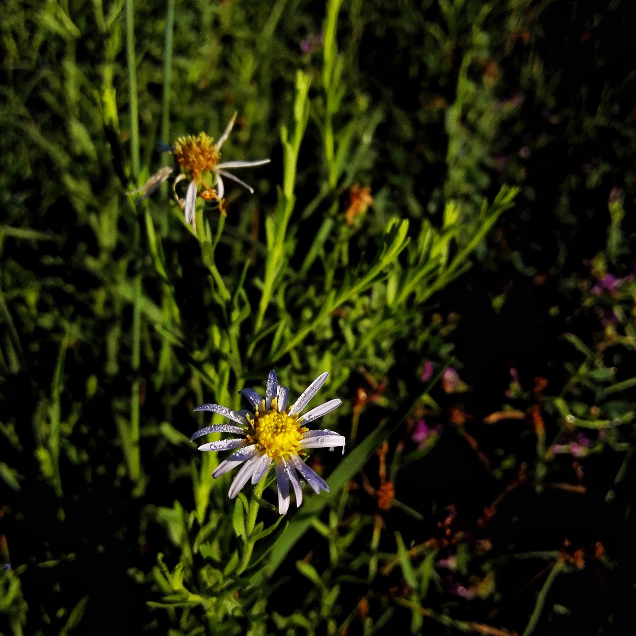 五月的一个早晨