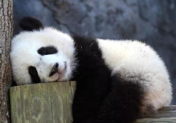 揮筆明天的個(gè)人主頁（背景預(yù)覽） - 主頁背景設(shè)置 - 站酷設(shè)計(jì)師揮筆明天原創(chuàng)素材 - 站酷ZCOOL