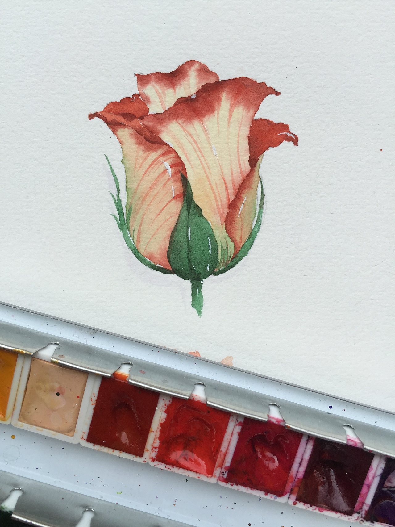 水彩花卉之玫瑰花