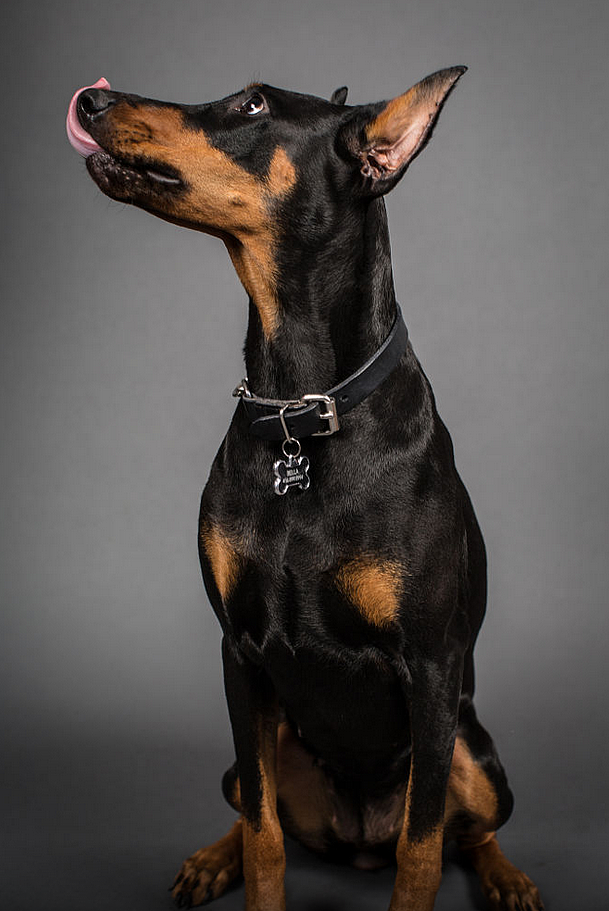 dog系列未完待续