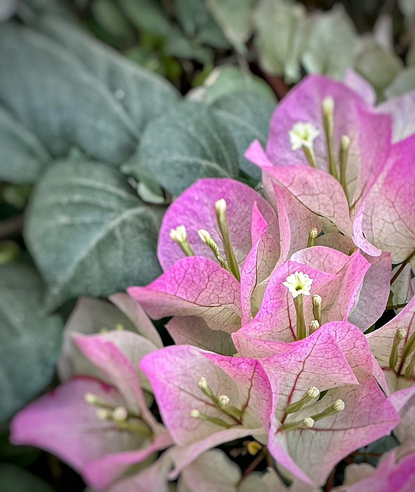 花的心，藏在蕊中（图ZMzM1MjI3Nzc2） - 风光摄影 - 站酷设计师阿庸77原创素材 - 站酷ZCOOL