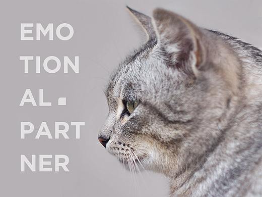 猫咪宠物-网站设计