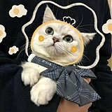 贺九九的头像