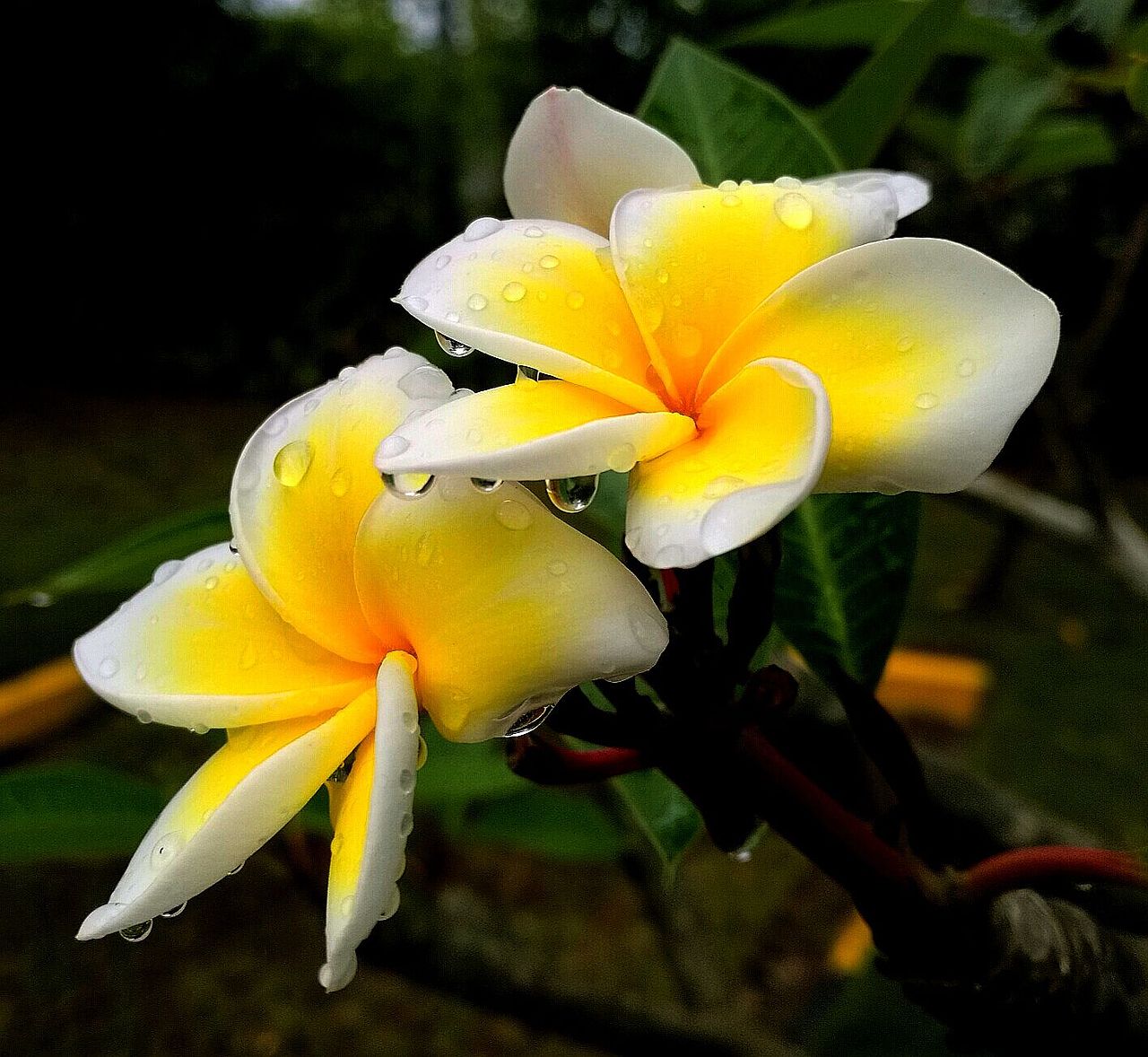 鸡蛋花（图ZMTU5OTE5MTQ0） - 风光摄影 - 站酷设计师Z12582641原创素材 - 站酷ZCOOL