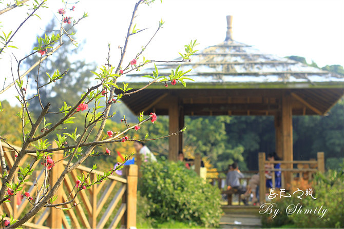 厦门三月桃花开