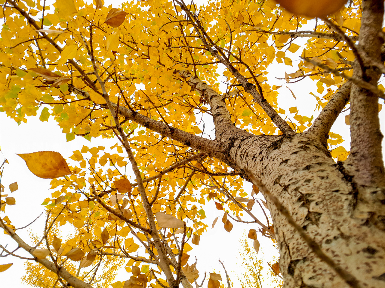秋天的白杨树图片高清桌面图片-壁纸图片大全