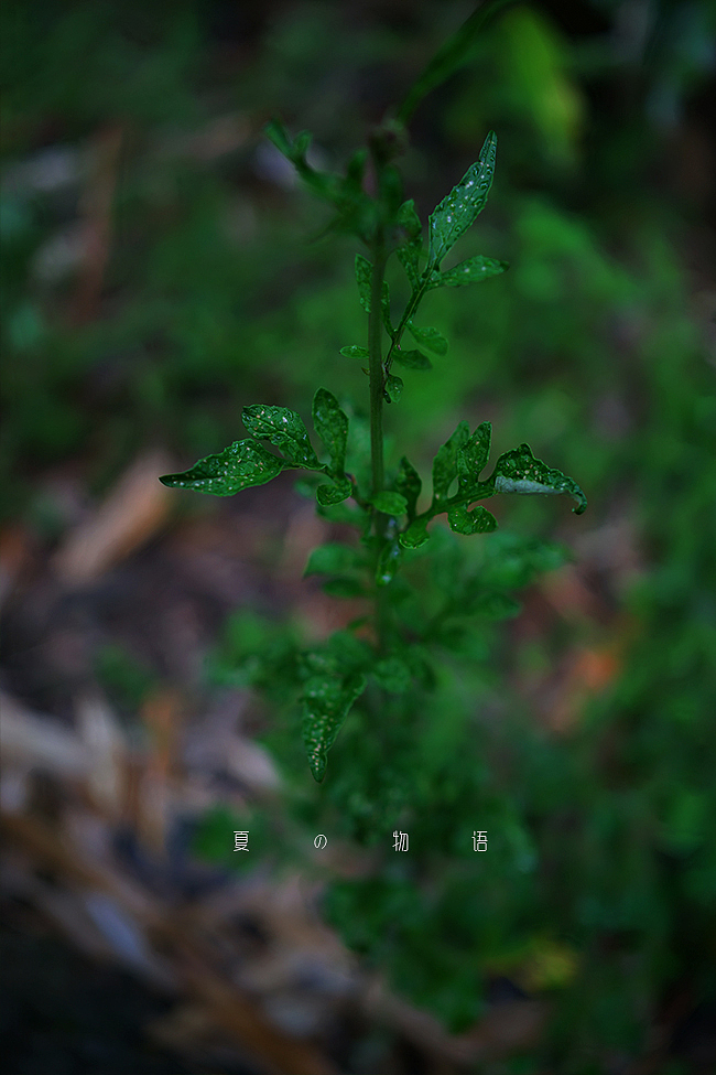 小黑卡日志-五月-夏の物语（四）