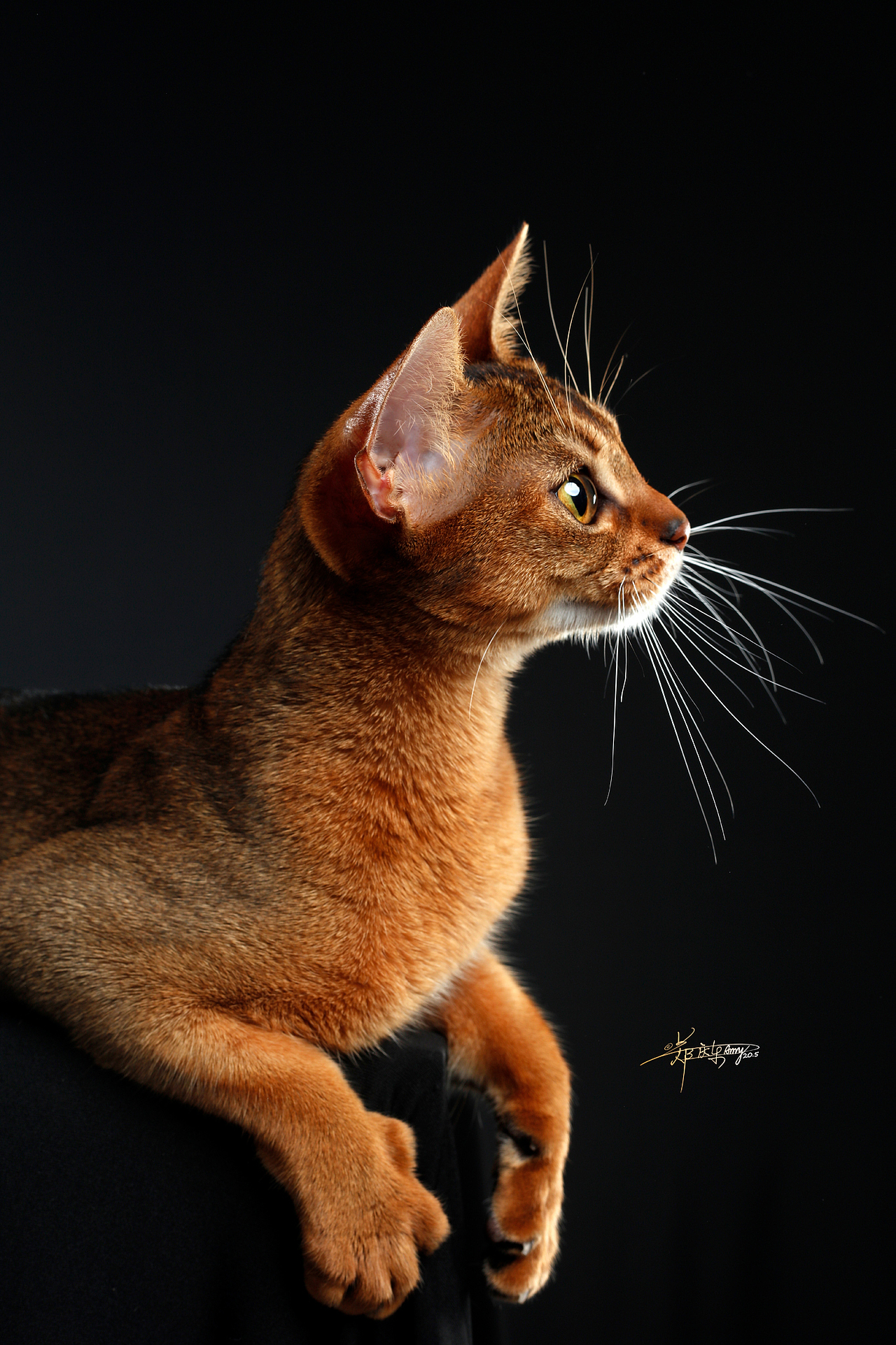 分享收藏金渐层-amyworks探须视觉波斯猫-amyworks探须视觉缅因猫-amy