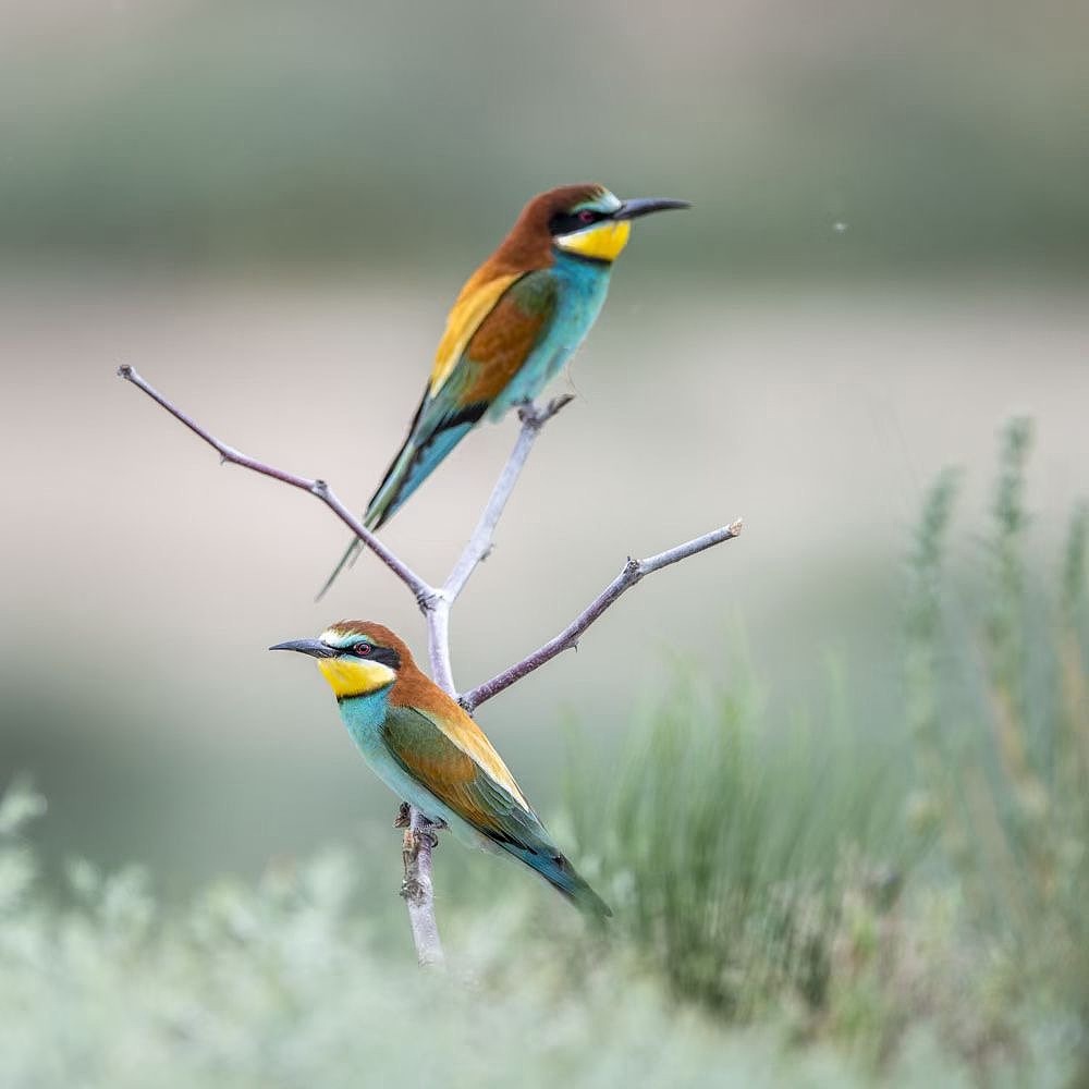 术业有专攻、黄书记的鸟是真的打的好 我就打个虫吧