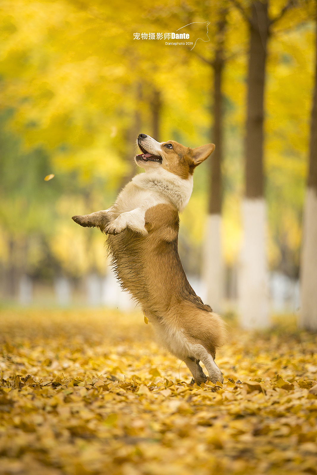 一组不合时宜的片子（图ZMTk1NDkxMTM2） - 宠物摄影 - 站酷设计师dantephoto原创素材 - 站酷ZCOOL