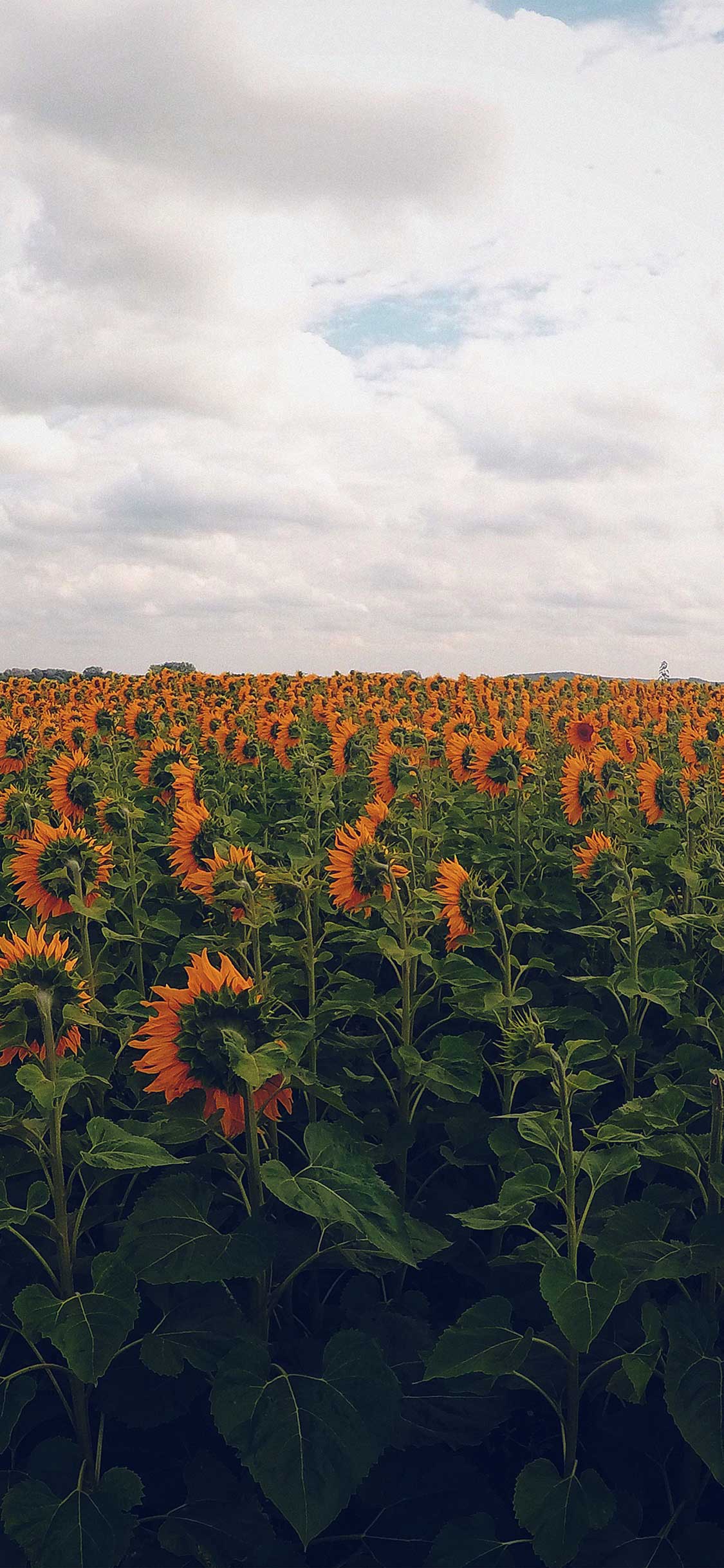 壹顆圓子的個(gè)人主頁（背景預(yù)覽） - 主頁背景設(shè)置 - 站酷設(shè)計(jì)師壹顆圓子原創(chuàng)素材 - 站酷ZCOOL