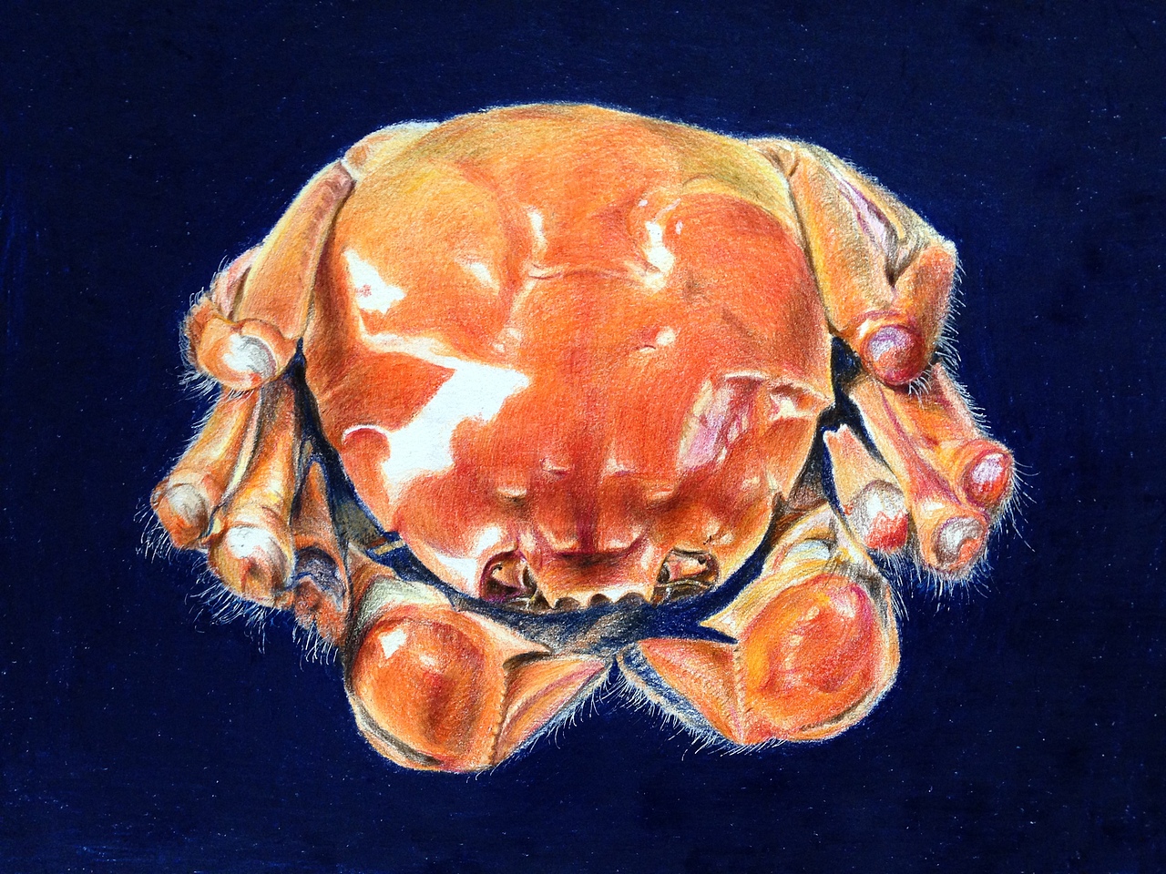 彩铅—大闸蟹（图ZMTMwNTI5MjY4） - 绘画 - 站酷设计师夏莫儿原创素材 - 站酷ZCOOL