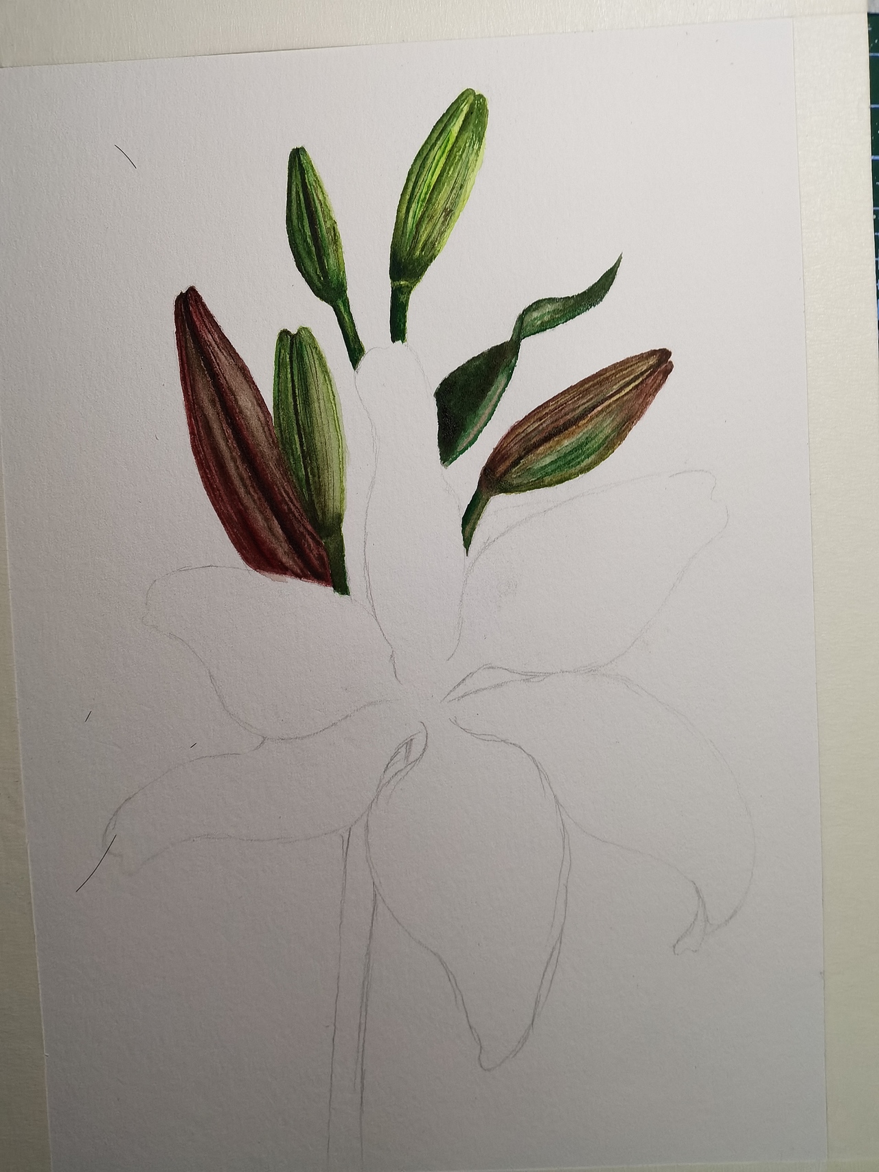 原创水彩花卉作品（图ZMjg3ODYwODU2） - 艺术插画 - 站酷设计师夏天的画原创素材 - 站酷ZCOOL