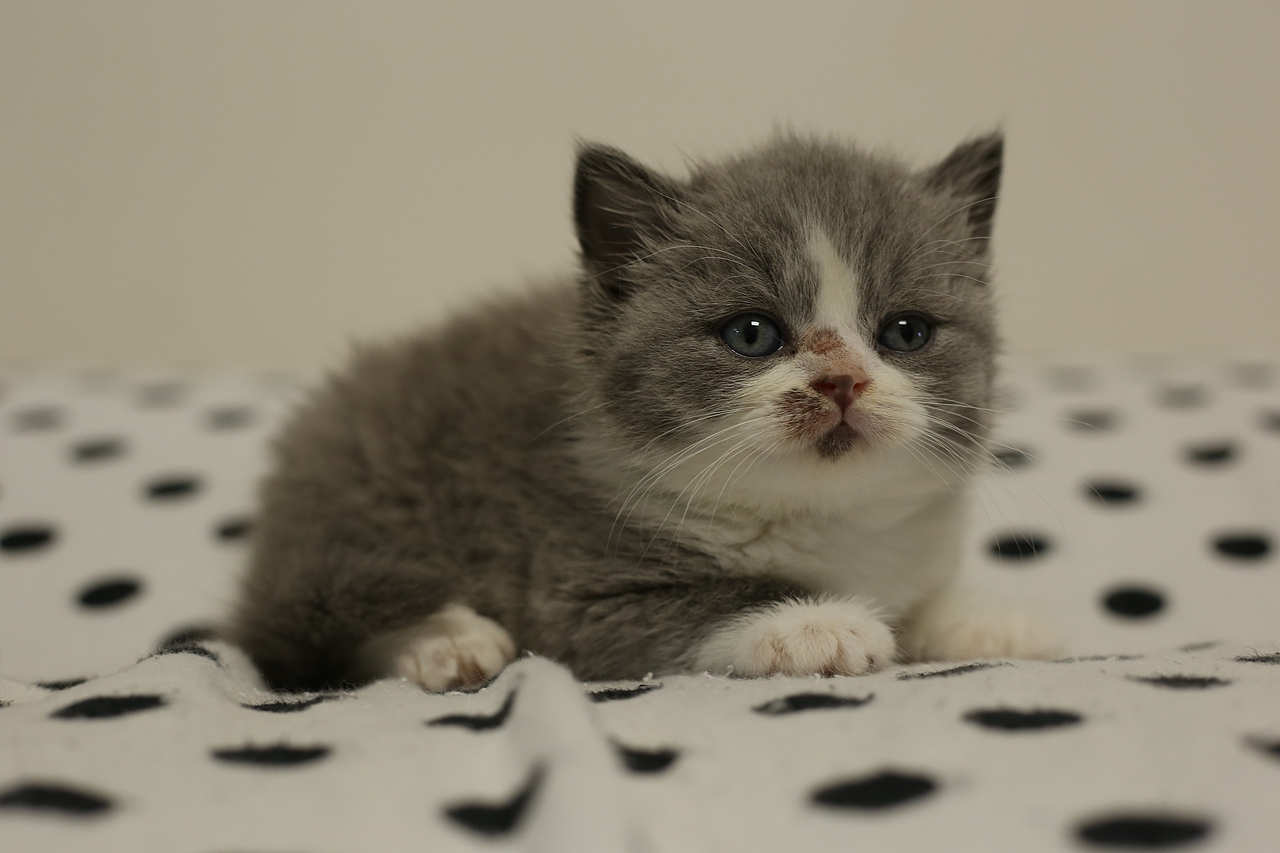 0701英短蓝白公正八英国短毛双血统专业猫舍