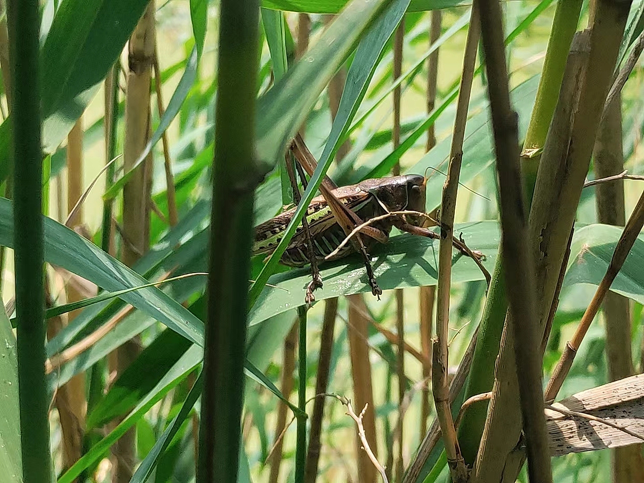 植物与昆虫朋友们！