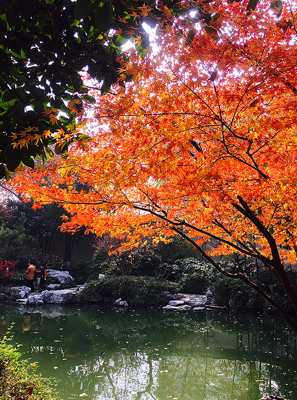栖霞山的枫叶--随拍