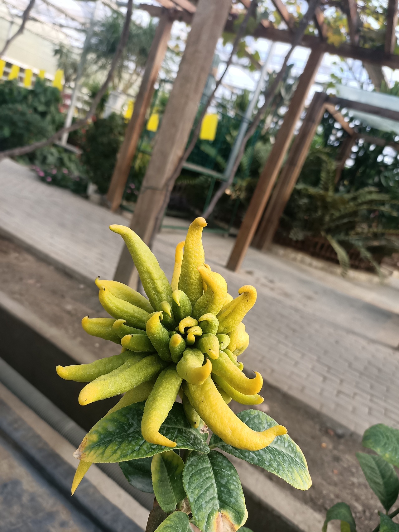 溫室（圖ZMTg3NDU3NjIw） - 產(chǎn)品攝影 - 站酷設(shè)計師言吾齋原創(chuàng)素材 - 站酷ZCOOL