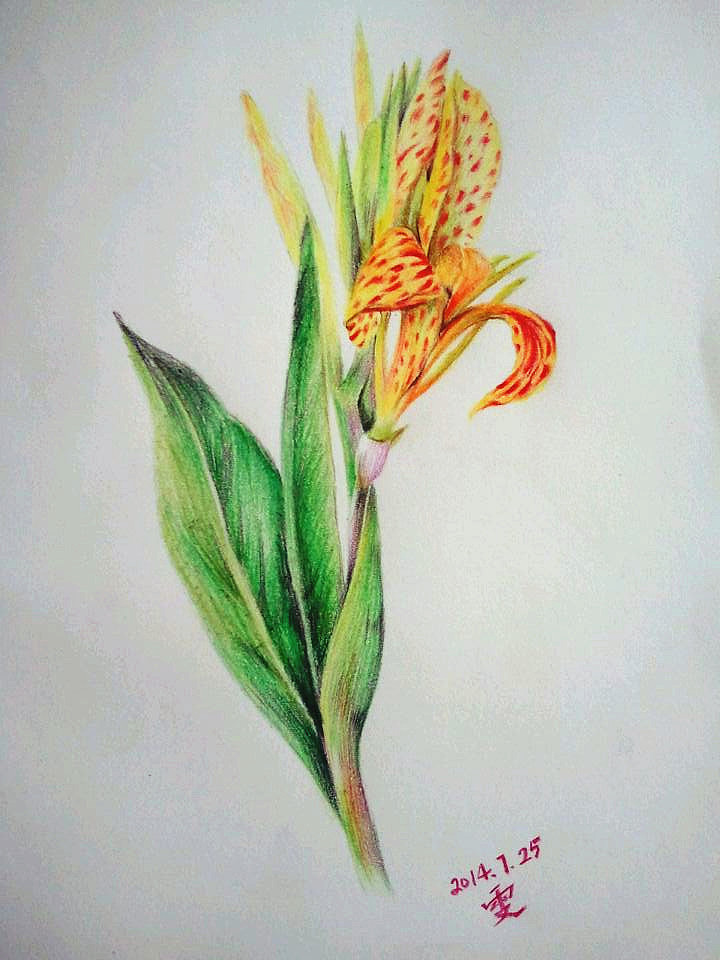 我的彩铅|插画|创作习作|蚊小盛_原创作品-站酷zcool