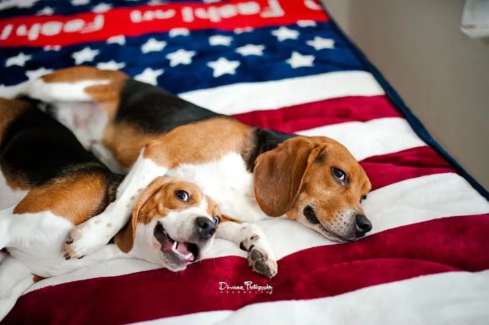 特别的家人（图ZMzEyNDQ4MTg0） - 婚礼摄影 - 站酷设计师恐龙宠物摄影原创素材 - 站酷ZCOOL