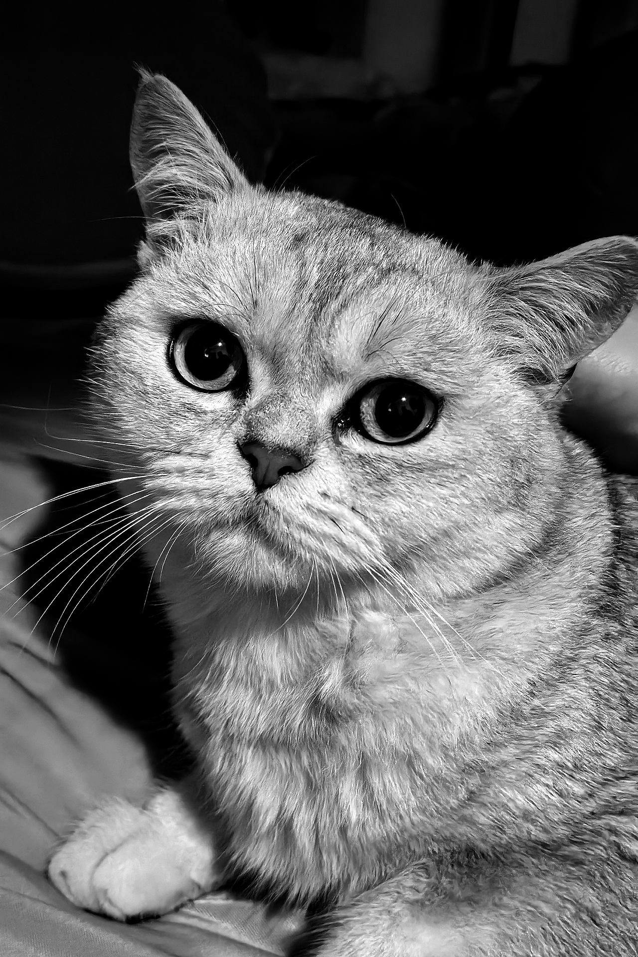 攝影拍攝（圖ZMzY3NjYzNDA0） - 寵物攝影 - 站酷設計師華中3718原創(chuàng)素材 - 站酷ZCOOL