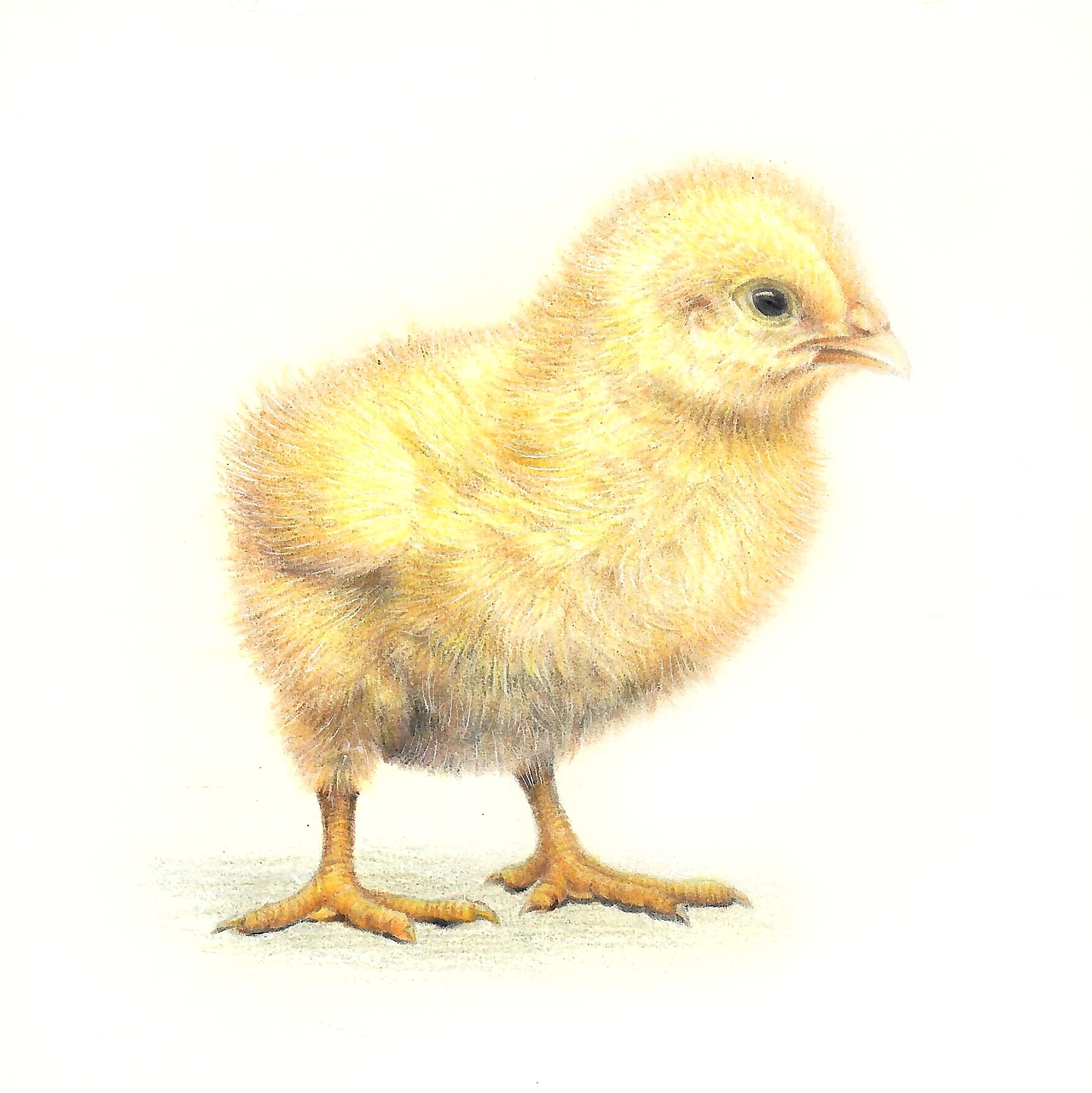 超写实动物彩铅画