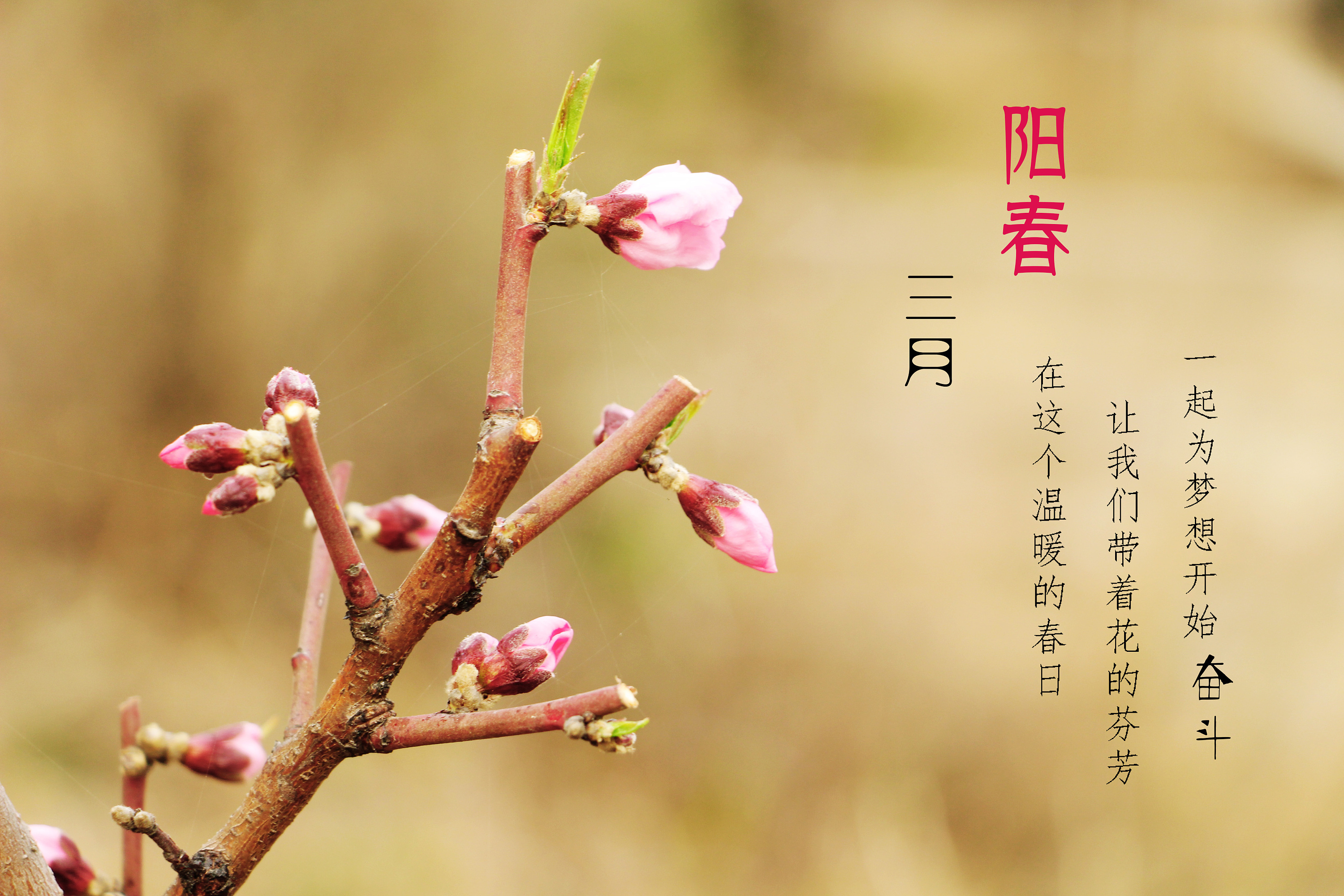 阳春三月的图片带文字图片