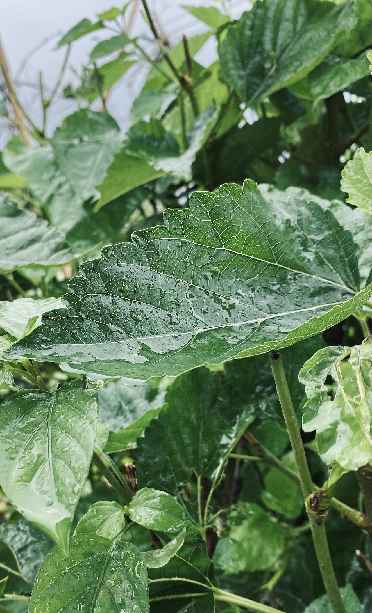 雨???雨后植被現(xiàn)狀（圖ZMjY0ODU0ODIw） - 人文/紀實攝影 - 站酷設計師小讓讓原創(chuàng)素材 - 站酷ZCOOL