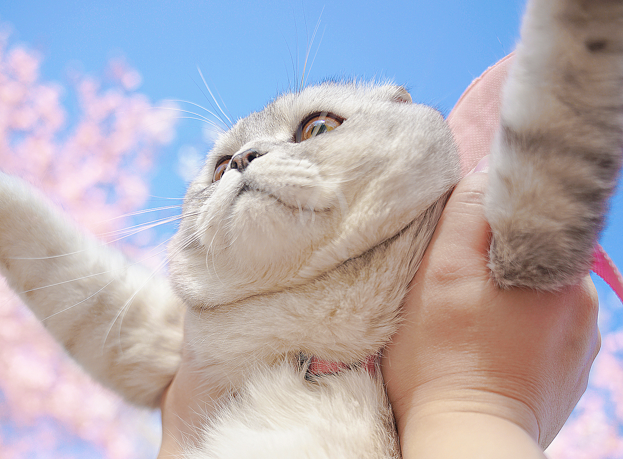 宠物写真丨“ 今 日 被 迫 接 待 人 类 ”