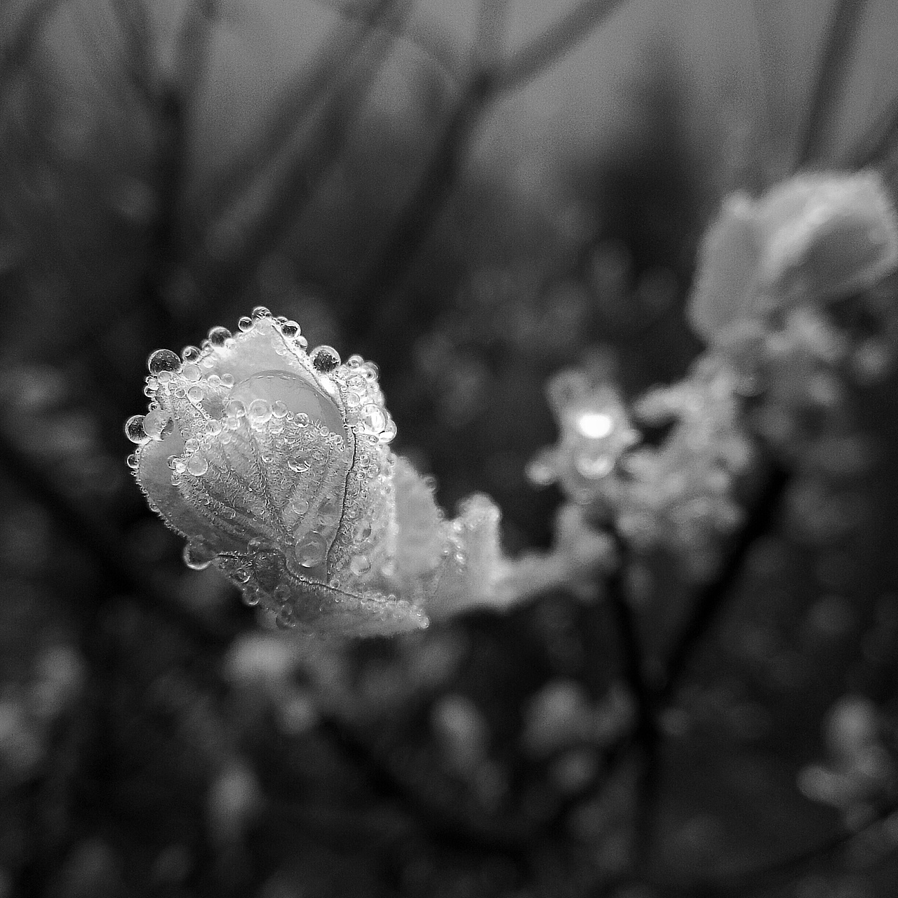 雨后山间露水/魅族MX3微距拍摄