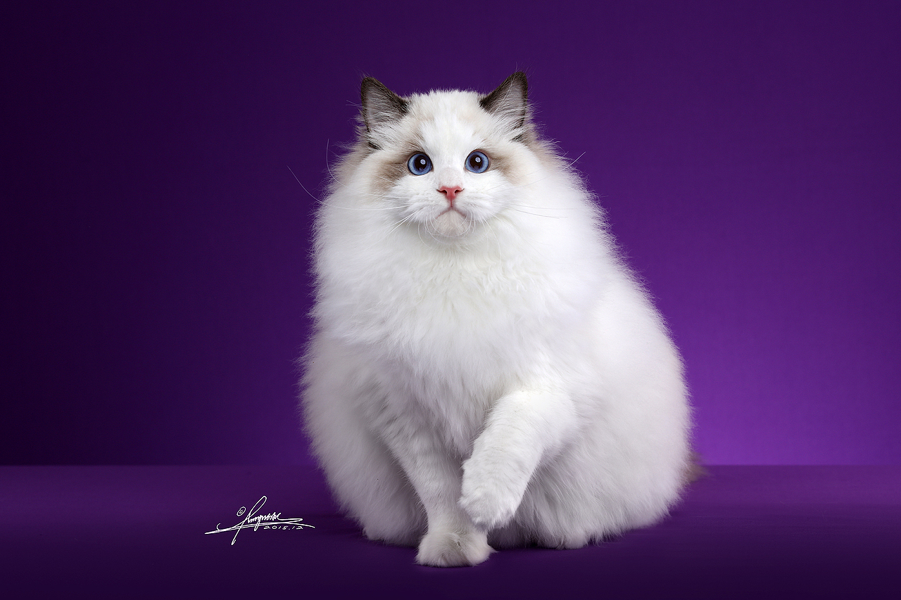 布偶猫（图ZMTY5OTg2Mjgw） - 宠物摄影 - 站酷设计师AMYWORKS赛猫摄影原创素材 - 站酷ZCOOL