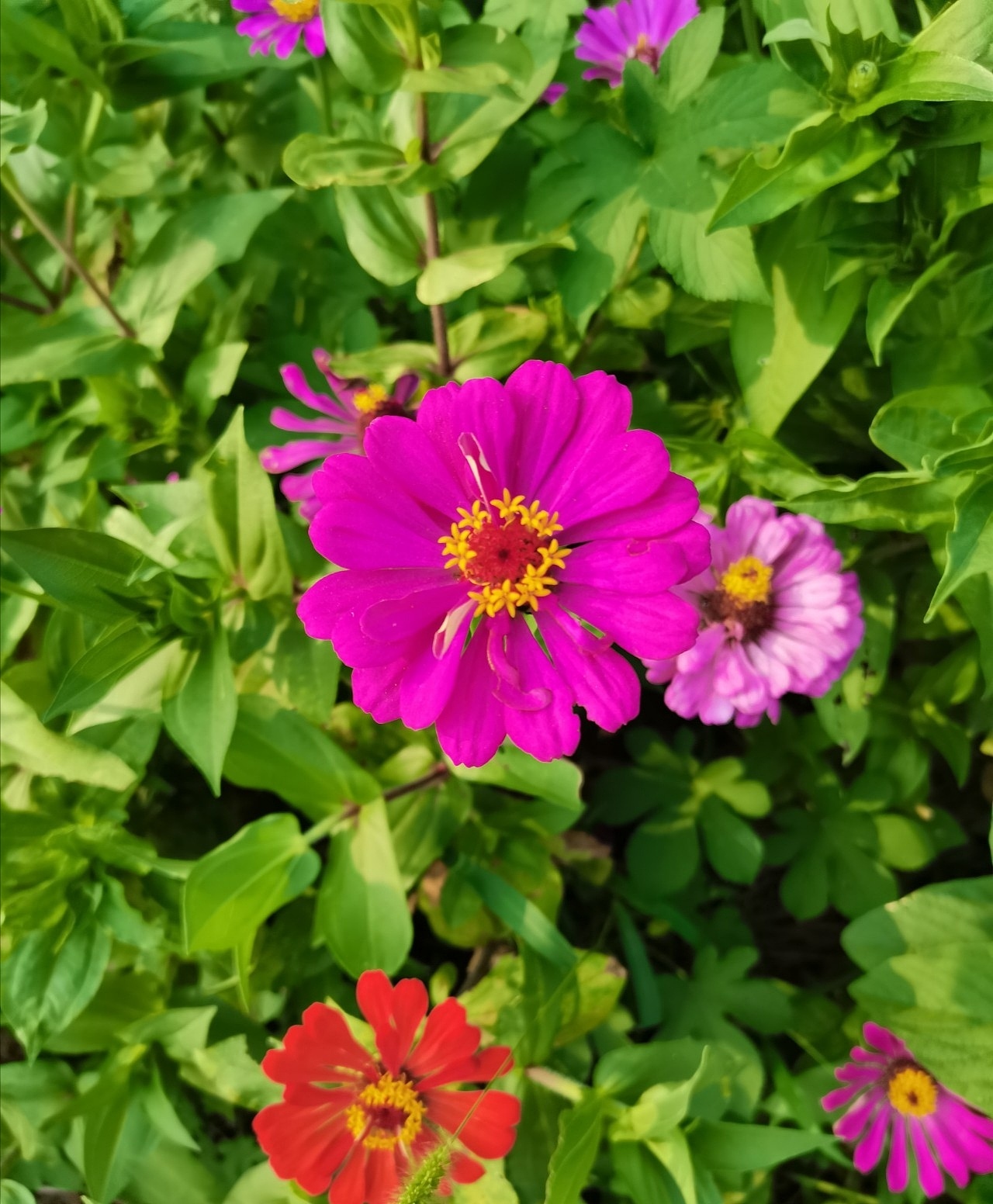 花花绿绿的世界