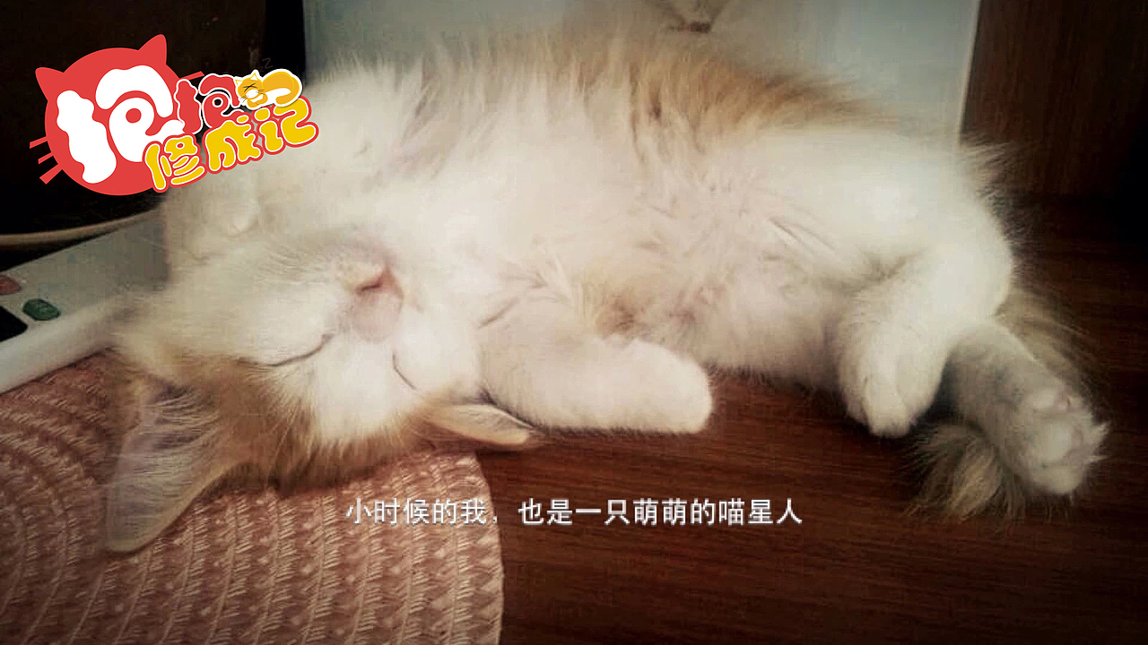 抱抱君-修成记（图ZMjU2MDYwNjg=） - 宠物摄影 - 站酷设计师訾竹影原创素材 - 站酷ZCOOL