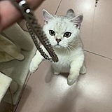 枫了落叶的头像